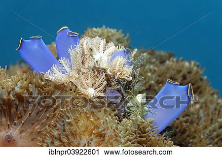 Stock Image - "Blue Club Tunicate (Rhopalaea crassa), between Disc Anemones, Sabang Beach, Puerto Galera, Mindoro, Philippines, Asia". Fotosearch