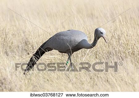"Blue Crane (Anthropoides paradisea) in grass, Etosha National Park, Halali, Namibia, Africa" View Large Photo Image Stock Photo - "Blue Crane (Anthropoides paradisea) in grass, Etosha National Park, Halali, Namibia, Africa". Fotosearch