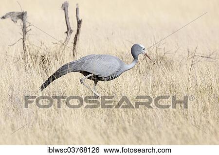 Stock Photograph - "Blue Crane (Anthropoides paradisea) in grass, Etosha National Park, Halali, Namibia, Africa". Fotosearch