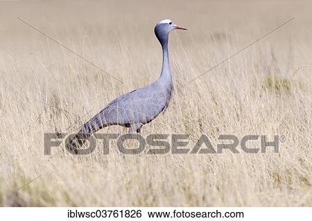 Stock Photograph - "Blue Crane (Anthropoides paradisea), in tall grass, Etosha National Park, Namibia, Africa". Fotosearch
