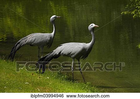 "Blue Cranes (Anthropoides paradisea) at waters edge, Hellabrunn Zoo, Munich, Upper Bavaria, Bavaria, Germany, Europe" View Large Photo Image Stock Photograph - "Blue Cranes (Anthropoides paradisea) at waters edge, Hellabrunn Zoo, Munich, Upper Bavaria, Bavaria, Germany, Europe". Fotosearch