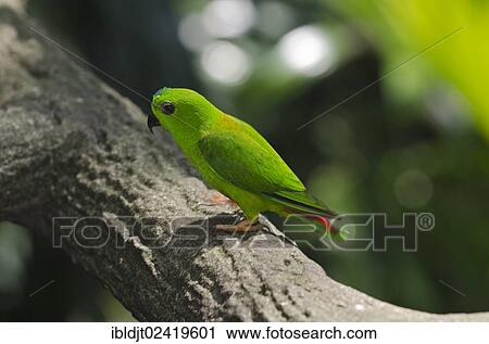 Stock Image - Blue-crowned Hanging Parrot (Loriculus galgulus). Fotosearch