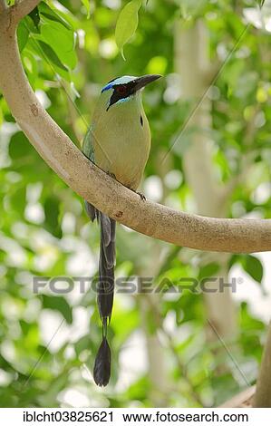 "Blue-crowned Motmot (Momotus momota), native to Central America and South America, captive, Germany, Europe" View Large Photo Image Stock Image - "Blue-crowned Motmot (Momotus momota), native to Central America and South America, captive, Germany, Europe". Fotosearch