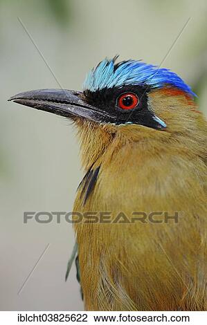 "Blue-crowned Motmot (Momotus momota), native to Central America and South America, captive, Germany, Europe" View Large Photo Image Stock Image - "Blue-crowned Motmot (Momotus momota), native to Central America and South America, captive, Germany, Europe". Fotosearch