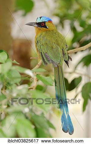 "Blue-crowned Motmot (Momotus momota), native to Central America and South America, captive, Germany, Europe" View Large Photo Image Stock Photo - "Blue-crowned Motmot (Momotus momota), native to Central America and South America, captive, Germany, Europe". Fotosearch