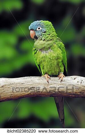"Blue-crowned Parakeet, Blue-crowned Conure or Sharp-tailed Conure (Aratinga acuticaudata), native to South America, in captivity, Germany, Europe" View Large Photo Image Stock Image - "Blue-crowned Parakeet, Blue-crowned Conure or Sharp-tailed Conure (Aratinga acuticaudata), native to South America, in captivity, Germany, Europe". Fotosearch