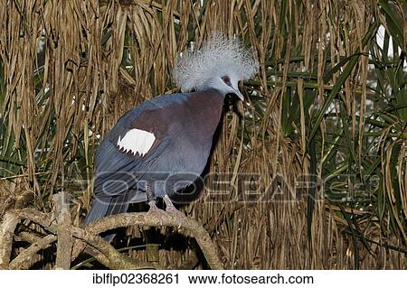 "Blue Crowned-pigeon (Goura cristata), adult, perched on branch, captive, Indonesia, Southeast Asia, Asia" View Large Photo Image Stock Image - "Blue Crowned-pigeon (Goura cristata), adult, perched on branch, captive, Indonesia, Southeast Asia, Asia". Fotosearch