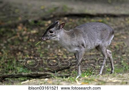 "Blue Duiker (Cephalophus monticola), female, native to Africa, Arnhem, Gelderland, The Netherlands, Europe" View Large Photo Image Stock Image - "Blue Duiker (Cephalophus monticola), female, native to Africa, Arnhem, Gelderland, The Netherlands, Europe". Fotosearch