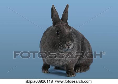Blue Dwarf rabbit View Large Photo Image Stock Photo - Blue Dwarf rabbit. Fotosearch