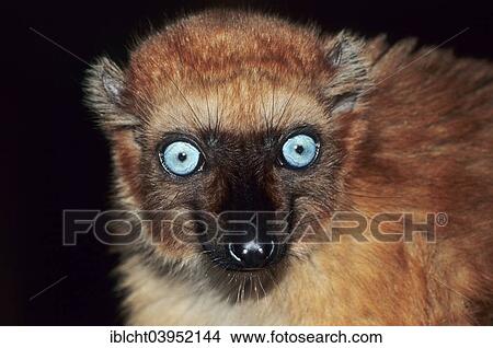"Blue-eyed black lemur (Eulemur flavifrons), female, native to Madagascar, captive, Germany, Europe" View Large Photo Image Picture - "Blue-eyed black lemur (Eulemur flavifrons), female, native to Madagascar, captive, Germany, Europe". Fotosearch