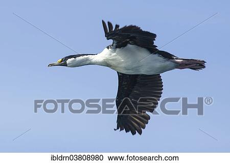 "Blue-eyed Shag or Imperial Shag (Phalacrocorax atriceps), South Georgia and the South Sandwich Islands, Antarctica" View Large Photo Image Stock Image - "Blue-eyed Shag or Imperial Shag (Phalacrocorax atriceps), South Georgia and the South Sandwich Islands, Antarctica". Fotosearch
