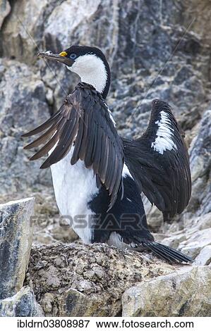 "Blue-eyed Shag or Imperial Shag (Phalacrocorax atriceps) at its nesting site, Paulet Island, Joinville Island group, Antarctic Peninsula" View Large Photo Image Stock Photo - "Blue-eyed Shag or Imperial Shag (Phalacrocorax atriceps) at its nesting site, Paulet Island, Joinville Island group, Antarctic Peninsula". Fotosearch