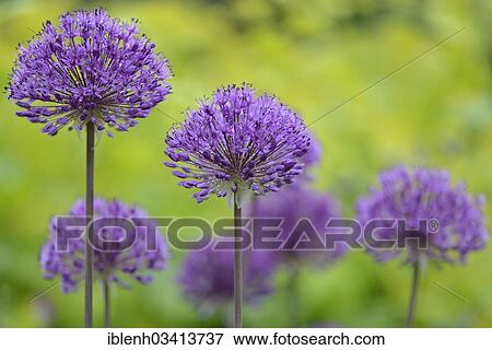 "Blue Globe Onion or Blue Ornamental Onion (Allium caeruleum), Haren, Emsland, Lower Saxony, Germany, Europe" View Large Photo Image Stock Photo - "Blue Globe Onion or Blue Ornamental Onion (Allium caeruleum), Haren, Emsland, Lower Saxony, Germany, Europe". Fotosearch