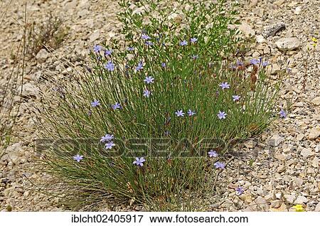 Stock Photo - "Blue Grass-Lily (Aphyllanthes monspeliensis), Provence, Southern France, France, Europe". Fotosearch