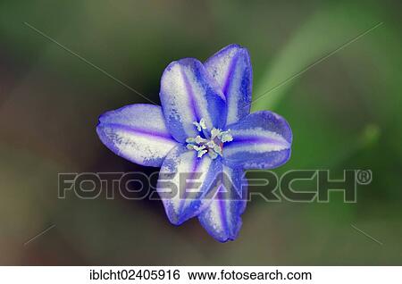 "Blue Grass-Lily (Aphyllanthes monspeliensis), Provence, Southern France, France, Europe" View Large Photo Image Stock Photograph - "Blue Grass-Lily (Aphyllanthes monspeliensis), Provence, Southern France, France, Europe". Fotosearch