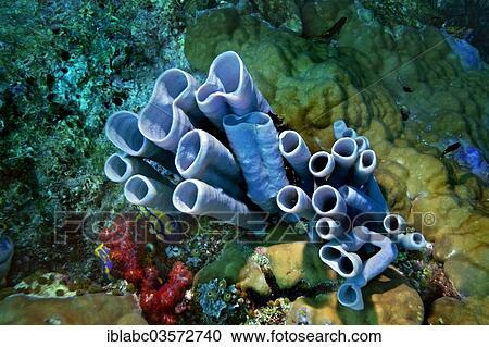 Stock Image - "Blue-grey Tube Sponge (Haliclona fascigera), Raja Ampat, West Papua, Indonesia, Asia". Fotosearch