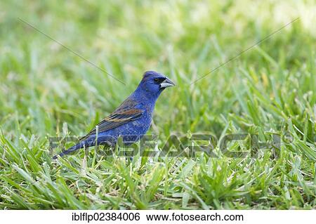 "Blue Grosbeak (Passerina caerulea), adult male, standing on grass, South Padre Island, Texas, United States, North America" View Large Photo Image Stock Photograph - "Blue Grosbeak (Passerina caerulea), adult male, standing on grass, South Padre Island, Texas, United States, North America". Fotosearch