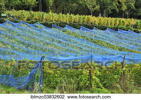 "Blue hail nets over vines, Mainau, Baden-Wurttemberg, Germany, Europe" View Large Photo Image Stock Image - "Blue hail nets over vines, Mainau, Baden-Wurttemberg, Germany, Europe". Fotosearch