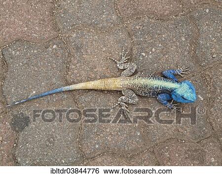 "Blue Headed Tree Agama (Agama atricollis), breeding male, Kruger National Park, South Africa, Africa" View Large Photo Image Stock Photograph - "Blue Headed Tree Agama (Agama atricollis), breeding male, Kruger National Park, South Africa, Africa". Fotosearch