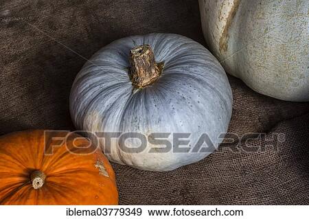 Blue Hungarian pumpkin View Large Photo Image Stock Photo - Blue Hungarian pumpkin. Fotosearch
