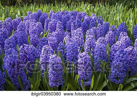 "Blue Hyacinths (Hyacinthus spp. ), Keukenhof, Lisse, South Holland, Holland, Netherlands" View Large Photo Image Stock Image - "Blue Hyacinths (Hyacinthus spp. ), Keukenhof, Lisse, South Holland, Holland, Netherlands". Fotosearch