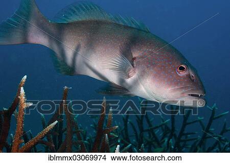 "Blue-lined Coral Trout or Highfin Coral Grouper (Plectropomus oligacanthus) in a reef, Balnek, Palawan, Busuanga Island, Calamian Islands, Palawan, Mimaropa, Philippines, Asia" View Large Photo Image Picture - "Blue-lined Coral Trout or Highfin Coral Grouper (Plectropomus oligacanthus) in a reef, Balnek, Palawan, Busuanga Island, Calamian Islands, Palawan, Mimaropa, Philippines, Asia". Fotosearch