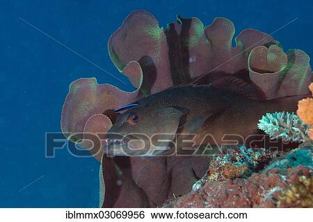 "Blue-lined Coral Trout or Highfin Coral Grouper (Plectropomus oligacanthus) with a cleaner fish on a reef, in front of an elephant ear sponge, Balnek, Palawan, Busuanga Island, Calamian Islands, Palawan, Mimaropa, Philippines, Asia" View Large Photo Image Stock Photograph - "Blue-lined Coral Trout or Highfin Coral Grouper (Plectropomus oligacanthus) with a cleaner fish on a reef, in front of an elephant ear sponge, Balnek, Palawan, Busuanga Island, Calamian Islands, Palawan, Mimaropa, Philippines, Asia". Fotosearch
