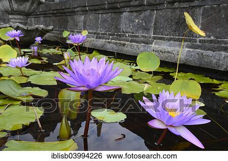 Stock Photograph - "Blue Lotus, water lilies (Nymphaea caerulea), outside the Buddhist Brahma Vihara Monastery, Banjar, North Bali, Bali, Indonesia, Asia". Fotosearch