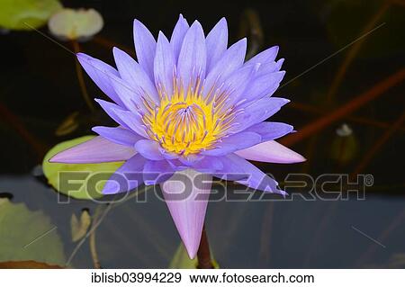 "Blue Lotus, water lily (Nymphaea caerulea), outside the Buddhist Brahma Vihara Monastery, Banjar, North Bali, Bali, Indonesia, Asia" View Large Photo Image Stock Photo - "Blue Lotus, water lily (Nymphaea caerulea), outside the Buddhist Brahma Vihara Monastery, Banjar, North Bali, Bali, Indonesia, Asia". Fotosearch