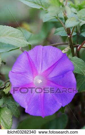 "Blue Morning Glory (Ipomoea indica), flowering, Everglades National Park, Florida, United States, North America" View Large Photo Image Stock Image - "Blue Morning Glory (Ipomoea indica), flowering, Everglades National Park, Florida, United States, North America". Fotosearch
