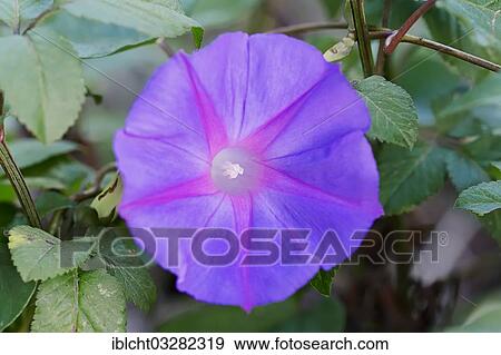 "Blue Morning Glory (Ipomoea indica var acuminata), flowering, Everglades National Park, Florida, United States, North America" View Large Photo Image Stock Photo - "Blue Morning Glory (Ipomoea indica var acuminata), flowering, Everglades National Park, Florida, United States, North America". Fotosearch