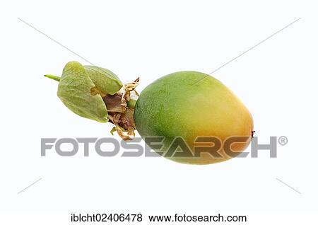 "Blue Passion Flower or Common Passion Flower (Passiflora caerulea), fruit, native to Argentina and Brazil, ornamental plant" View Large Photo Image Stock Photo - "Blue Passion Flower or Common Passion Flower (Passiflora caerulea), fruit, native to Argentina and Brazil, ornamental plant". Fotosearch
