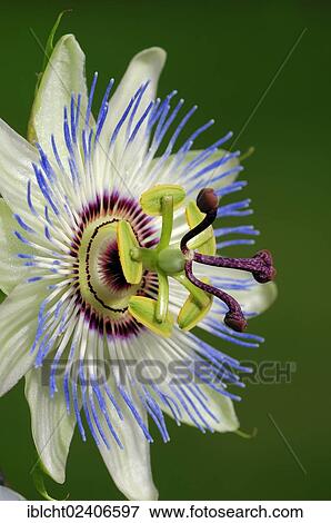 "Blue Passion Flower or Common Passion Flower (Passiflora caerulea), blossom, native to Argentina and Brazil, ornamental plant" View Large Photo Image Stock Photo - "Blue Passion Flower or Common Passion Flower (Passiflora caerulea), blossom, native to Argentina and Brazil, ornamental plant". Fotosearch