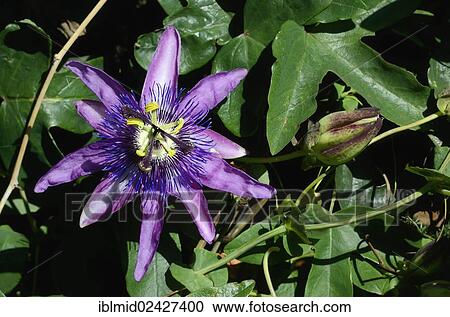 "Blue passion flower (Passiflora caerulea), Moriani, Corsica, France, Europe" View Large Photo Image Stock Image - "Blue passion flower (Passiflora caerulea), Moriani, Corsica, France, Europe". Fotosearch