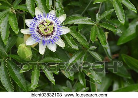 "Blue Passion Flower (Passiflora caerulea), flowering, native to Argentina" View Large Photo Image Stock Photo - "Blue Passion Flower (Passiflora caerulea), flowering, native to Argentina". Fotosearch