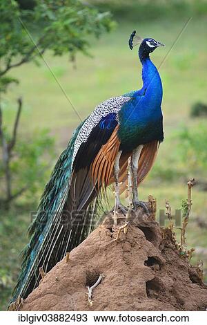 "Blue Peacock (Pavo cristatus), male, standing on a termite mound, Bundala National Park, Southern Province, Sri Lanka, Asia" View Large Photo Image Stock Image - "Blue Peacock (Pavo cristatus), male, standing on a termite mound, Bundala National Park, Southern Province, Sri Lanka, Asia". Fotosearch