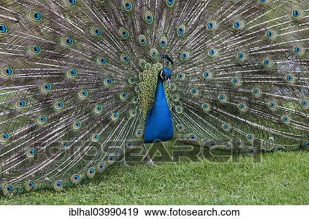 Blue Peacock (Pavo cristatus) View Large Photo Image Stock Photo - Blue Peacock (Pavo cristatus). Fotosearch