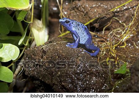 "Blue poison dart frog (Dendrobates tinctorius azureus), Noctalis bat station, Bad Segeberg, Schleswig-Holstein" View Large Photo Image Stock Photo - "Blue poison dart frog (Dendrobates tinctorius azureus), Noctalis bat station, Bad Segeberg, Schleswig-Holstein". Fotosearch