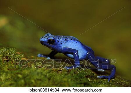 "Blue Poison Frog (Dendrobates tinctorius), captive, Miami, Florida, USA" View Large Photo Image Picture - "Blue Poison Frog (Dendrobates tinctorius), captive, Miami, Florida, USA". Fotosearch