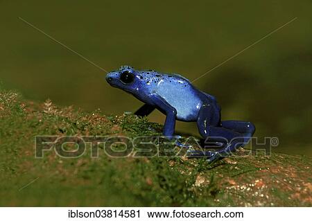 "Blue Poison Frog (Dendrobates tinctorius), captive, Miami, Florida, USA" View Large Photo Image Stock Image - "Blue Poison Frog (Dendrobates tinctorius), captive, Miami, Florida, USA". Fotosearch