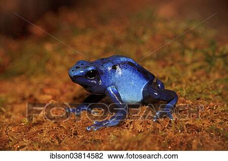 "Blue Poison Frog (Dendrobates tinctorius), captive, Miami, Florida, USA" View Large Photo Image Stock Image - "Blue Poison Frog (Dendrobates tinctorius), captive, Miami, Florida, USA". Fotosearch