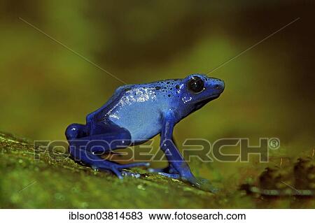 "Blue Poison Frog (Dendrobates tinctorius), captive, Miami, Florida, USA" View Large Photo Image Stock Image - "Blue Poison Frog (Dendrobates tinctorius), captive, Miami, Florida, USA". Fotosearch
