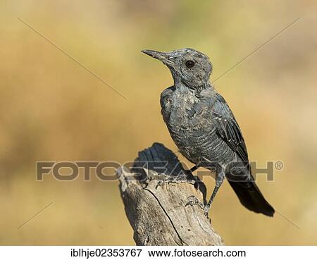 "Blue Rock Thrush (Monticola solitarius), Greece, Europe" View Large Photo Image Stock Photo - "Blue Rock Thrush (Monticola solitarius), Greece, Europe". Fotosearch