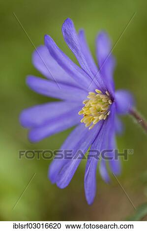 "Blue Shades Windflower (Anemone blanda Blue Shades), Kassel, Kassel, Hesse, Germany, Europe" View Large Photo Image Stock Image - "Blue Shades Windflower (Anemone blanda Blue Shades), Kassel, Kassel, Hesse, Germany, Europe". Fotosearch