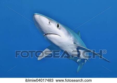 "Blue shark (Prionace glauca), Azores, Portugal, Europe" View Large Photo Image Stock Image - "Blue shark (Prionace glauca), Azores, Portugal, Europe". Fotosearch