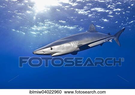 "Blue shark (Prionace glauca), Azores, Portugal, Europe" View Large Photo Image Stock Image - "Blue shark (Prionace glauca), Azores, Portugal, Europe". Fotosearch