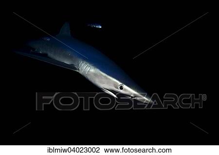Stock Image - "Blue shark (Prionace glauca), Azores, Portugal, Europe". Fotosearch