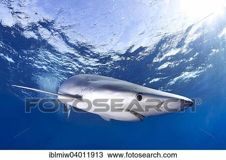 "Blue Shark (Prionace glauca), Failal, Azores, Portugal, Europe" View Large Photo Image Stock Image - "Blue Shark (Prionace glauca), Failal, Azores, Portugal, Europe". Fotosearch