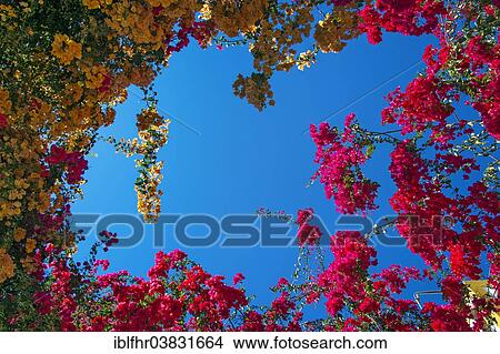 "Blue sky through a gap of colourful flowering hanging plants, Puerto de Mogan, Gran Canaria, Canary Islands, Spain, Europe" View Large Photo Image Picture - "Blue sky through a gap of colourful flowering hanging plants, Puerto de Mogan, Gran Canaria, Canary Islands, Spain, Europe". Fotosearch