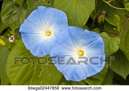 Stock Photo - Blue Star (Ipomoea tricolor 'Heavenly Blue'). Fotosearch